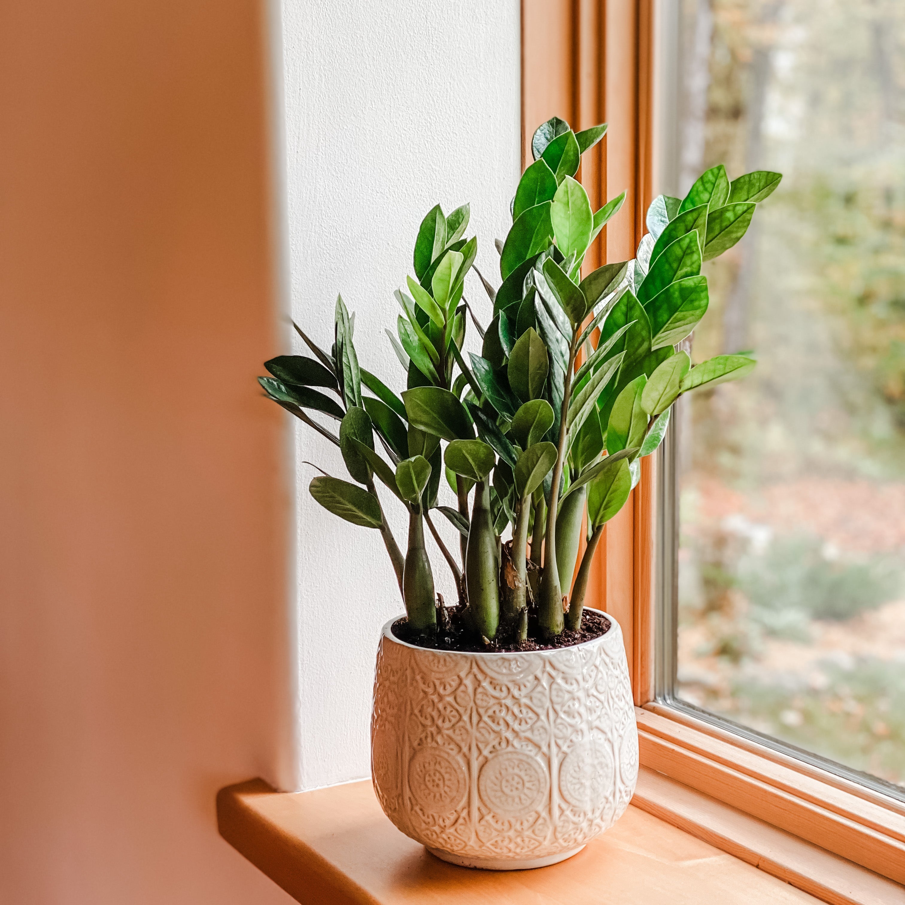 Zamioculcas zamiifolia