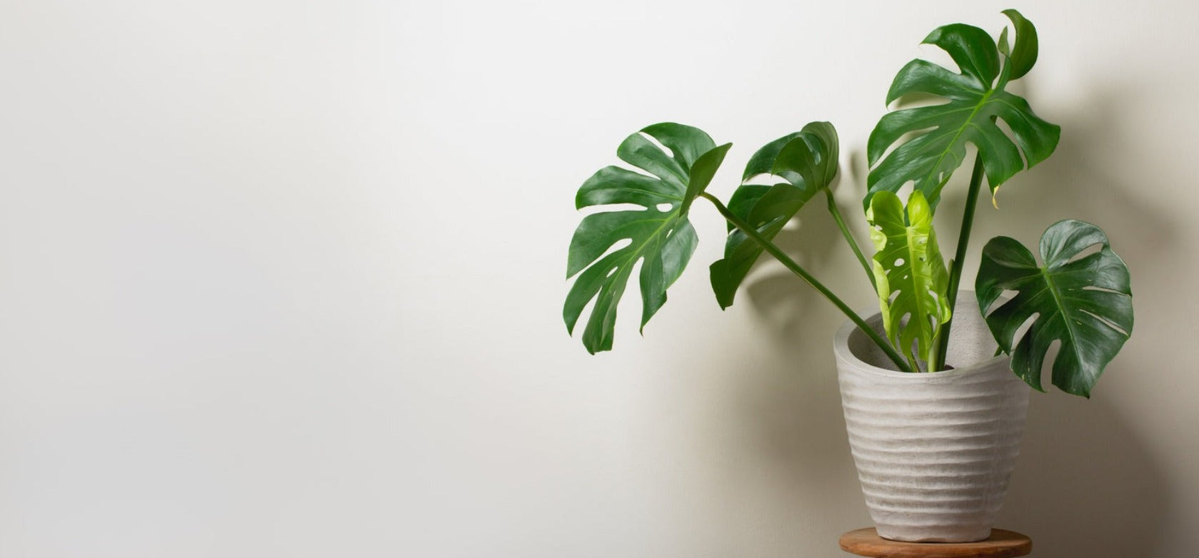 Philodendron monstera