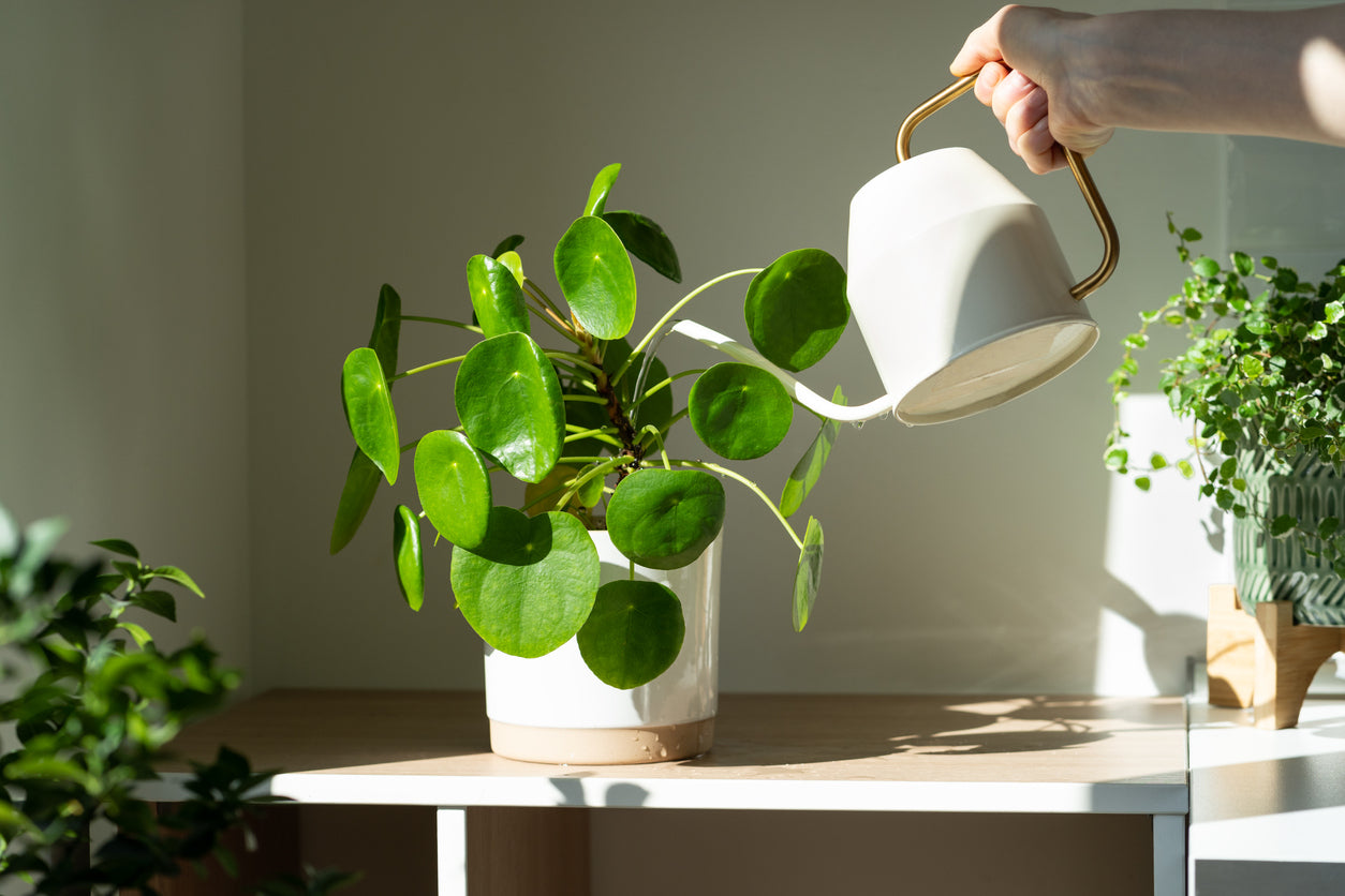 Pilea peperomioides